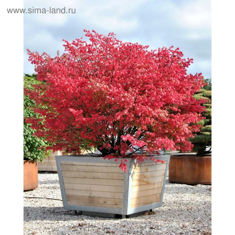 Бересклет крылатый Euonymus alatus