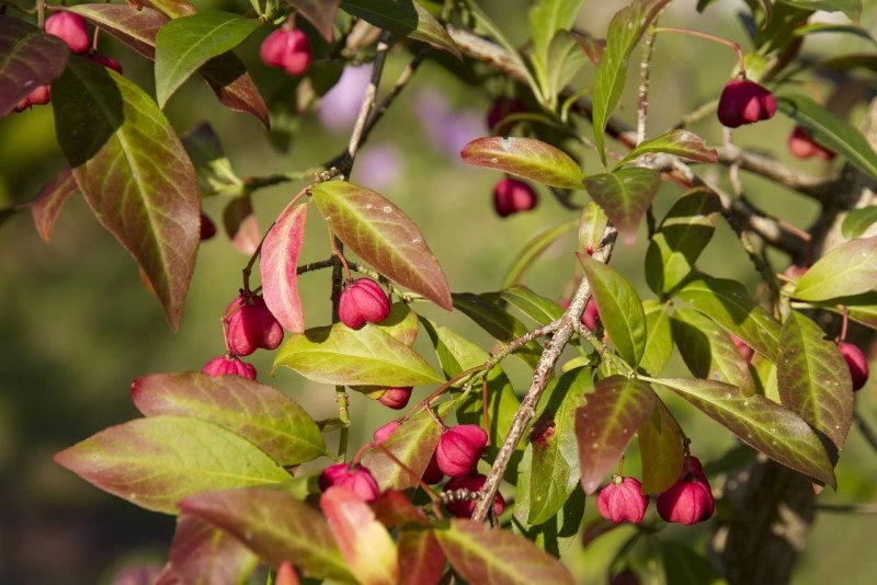 Бересклет крылатый Euonymus alatus