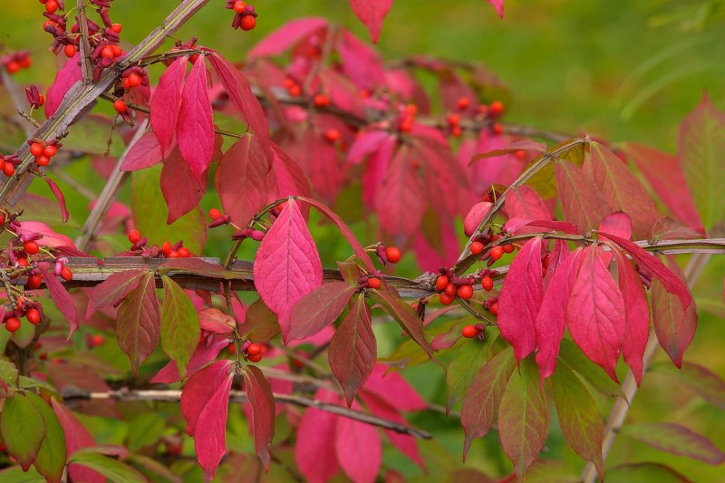 Euonymus alatus 'Compactus'