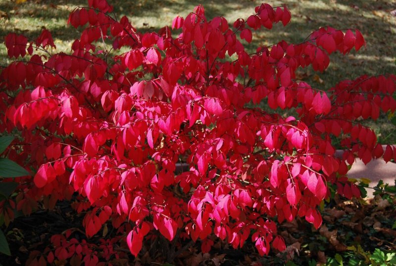 Бересклет крылатый Euonymus alatus