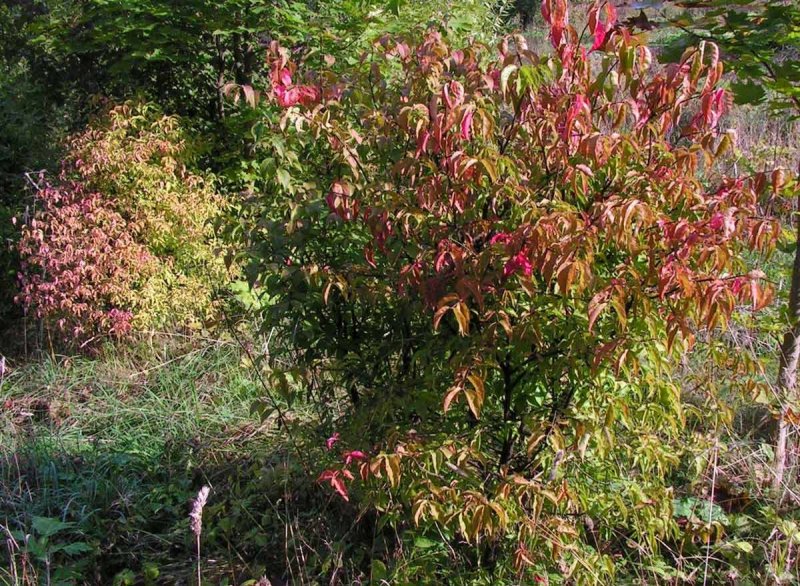 Бересклет Европейский (Euonymus europaeus)
