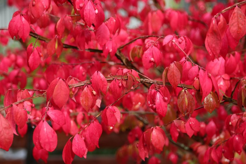 Бересклет Европейский (Euonymus europaeus)