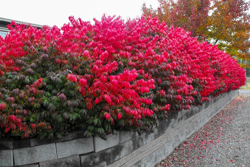 Бересклет крылатый Euonymus alatus