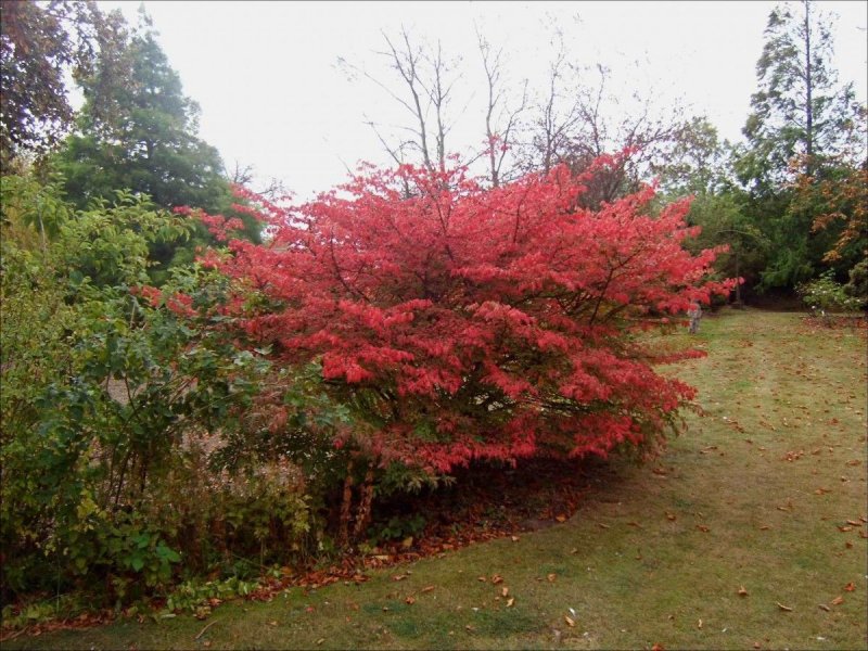 Бересклет Европейский (Euonymus europaeus)