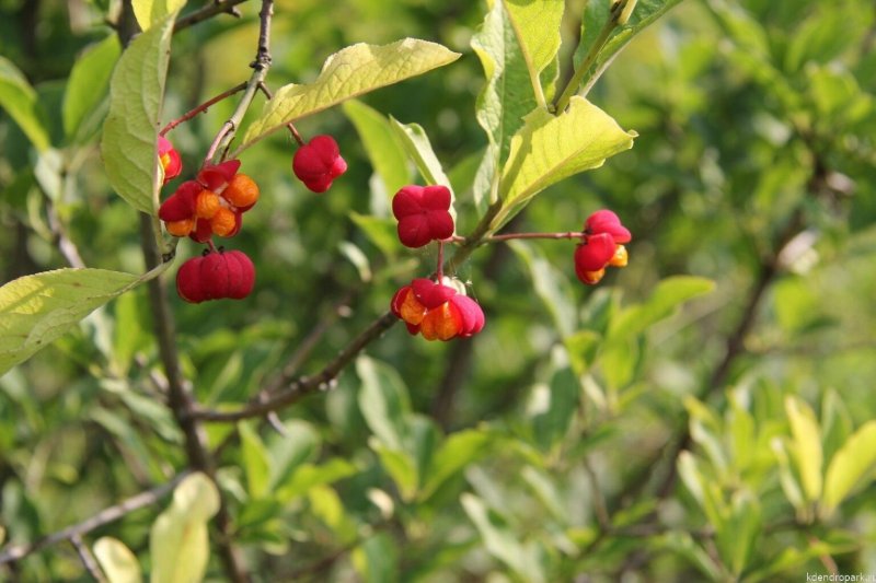 Бересклет крылатый (Euonymus alatus Compactus