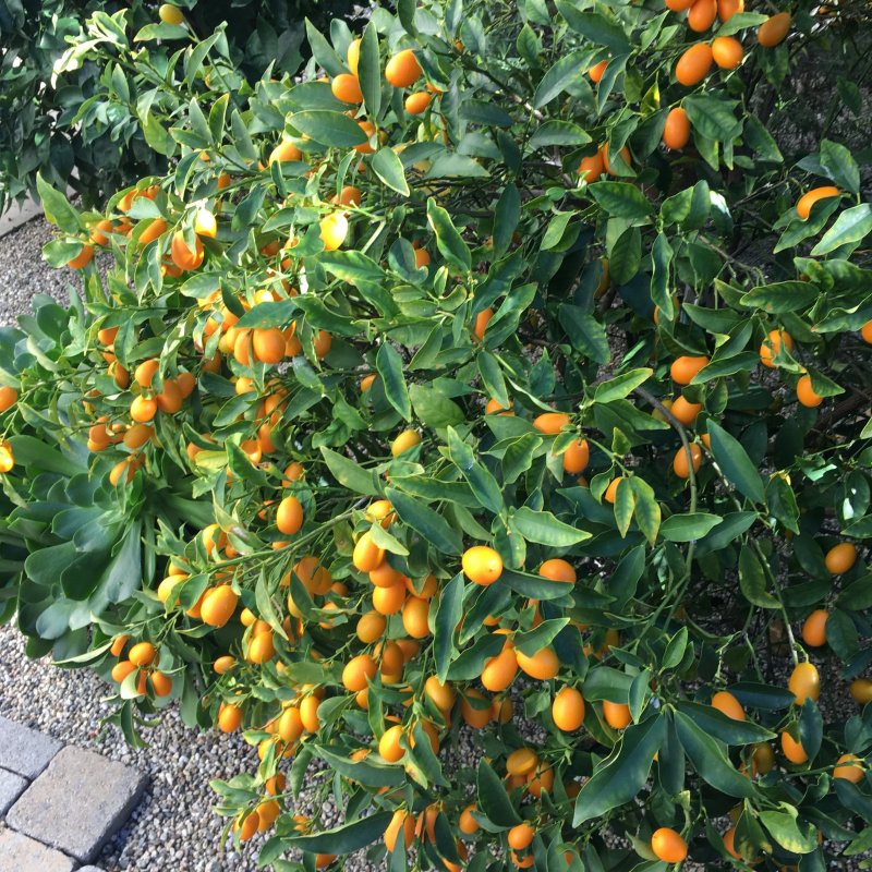 Кумкват Оника