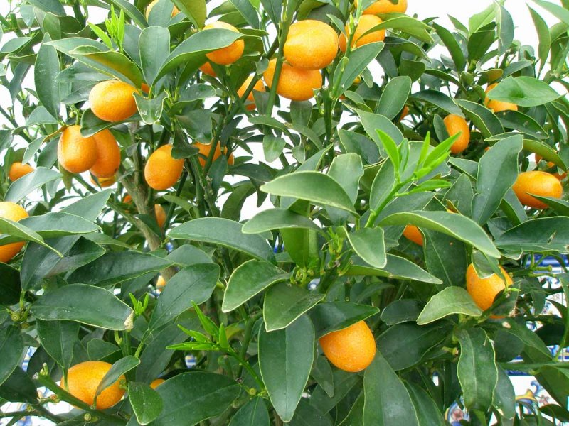 Кумкват Фортунелла Маргарита