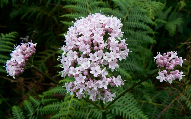 Валериана лекарственная / Valeriána officinális