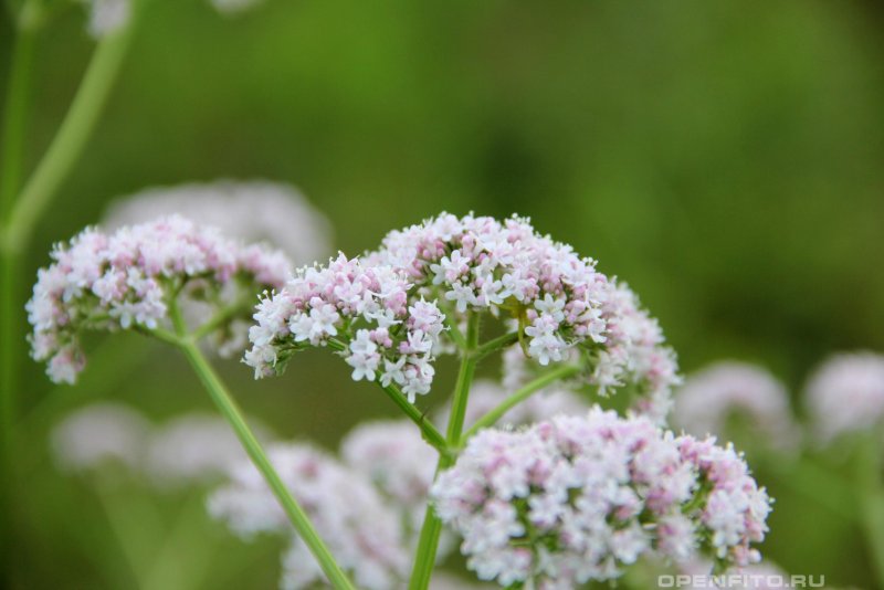 Валериана лекарственная (Valeriana officinalis)