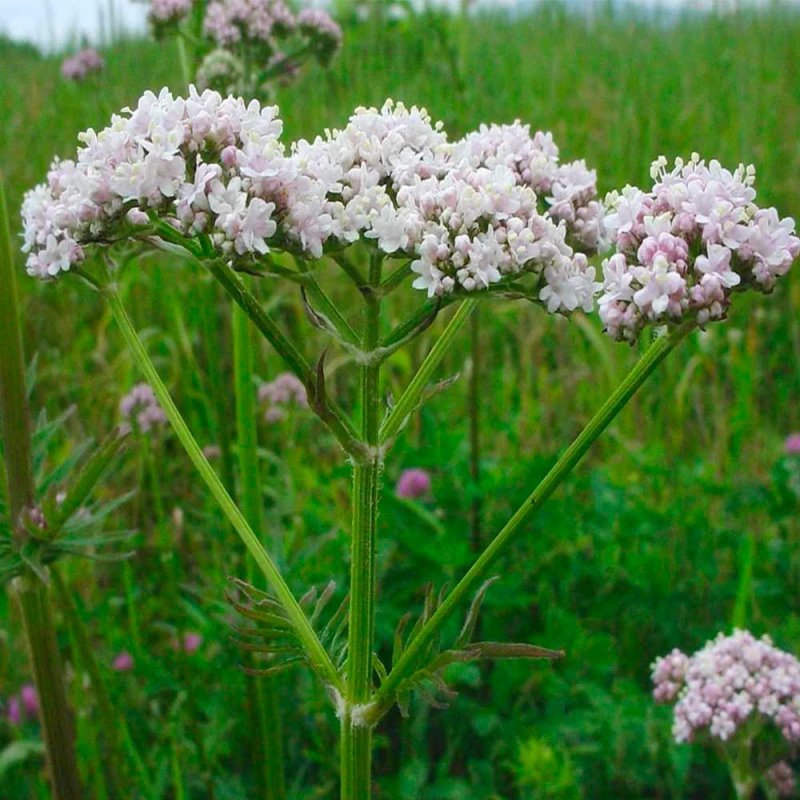 Валериана. (Valeriana officinalis)