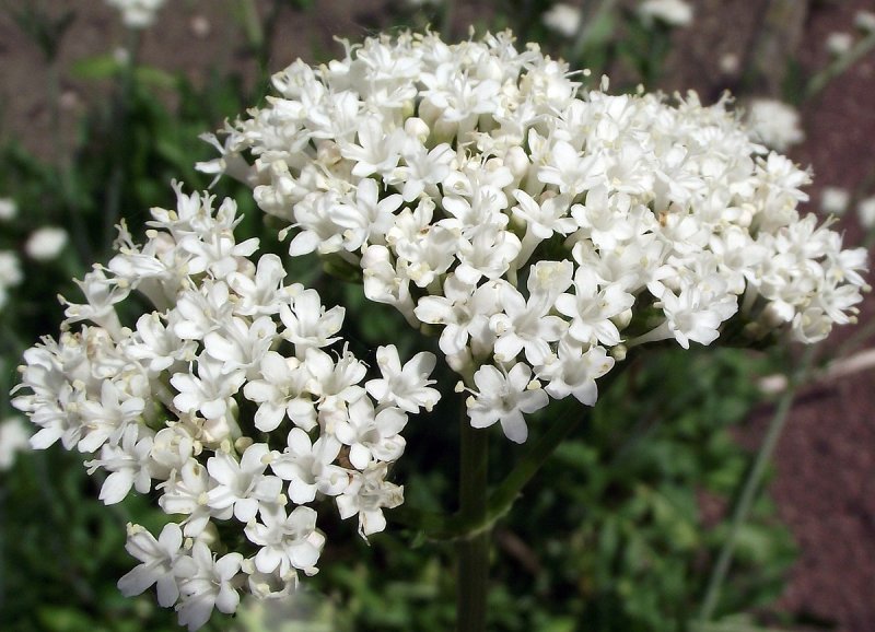 Валериана лекарственная / Valeriána officinális