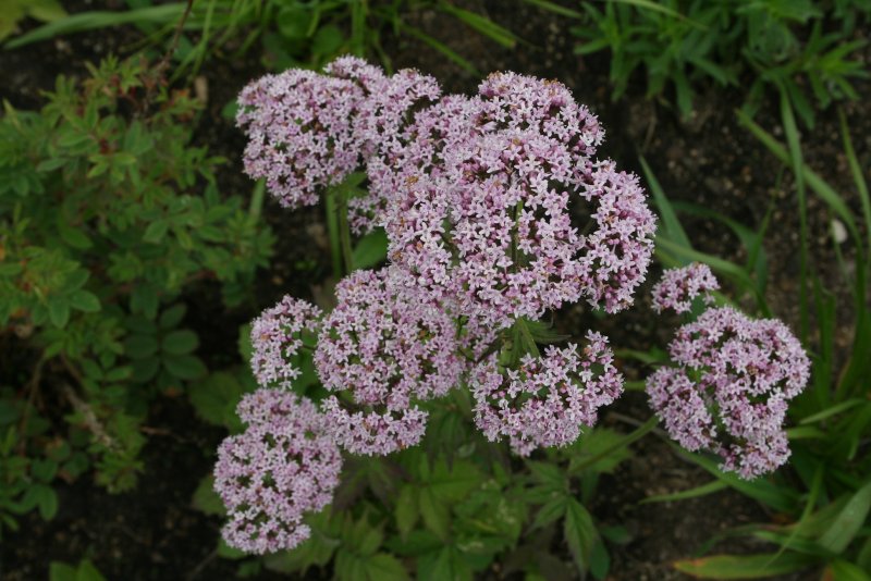 Валериана лекарственная / Valeriána officinális