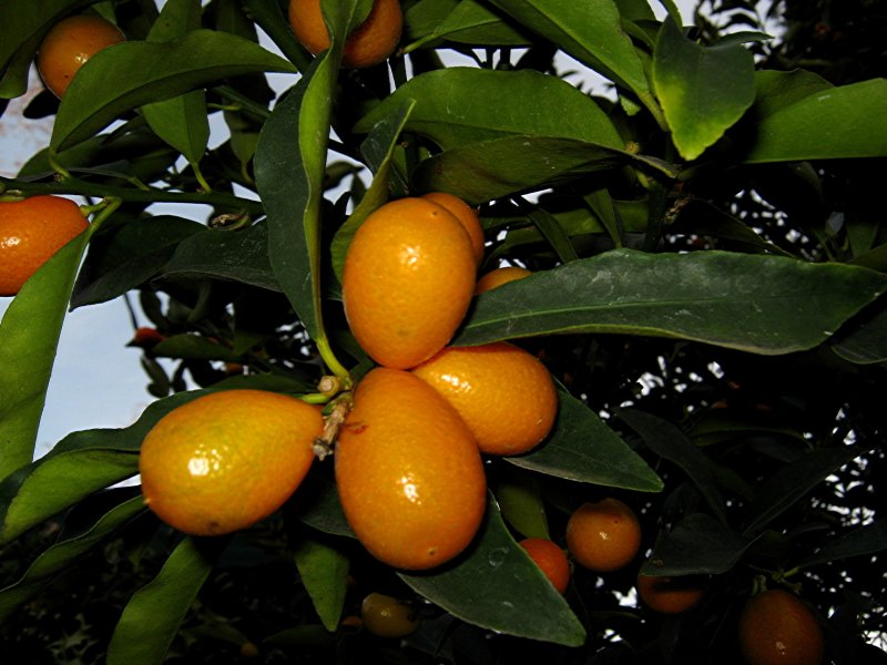 Кумкват - Kumquat d20 h60