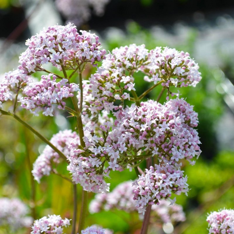 Валериана. (Valeriana officinalis)
