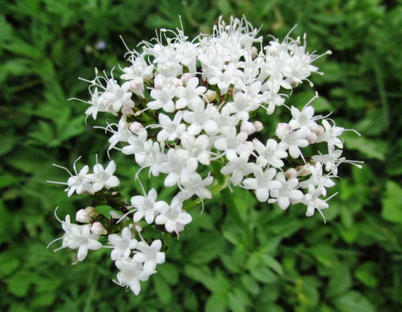 Трава валерианы - herba Valerianae