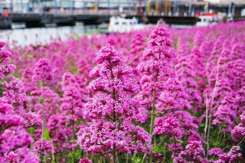 Valeriana Montana