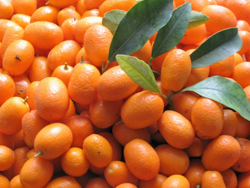 Кумкват куст