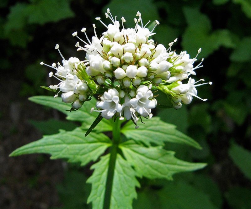 Валериана лекарственная / Valeriána officinális