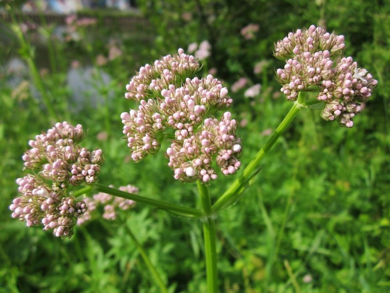 Растение Valeriana officinalis