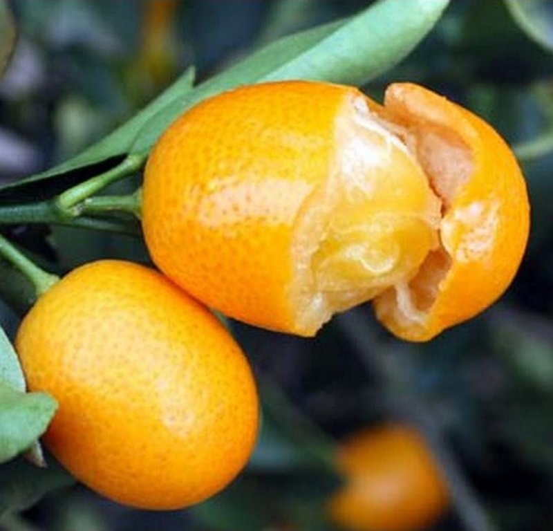 Кумкват карамбола