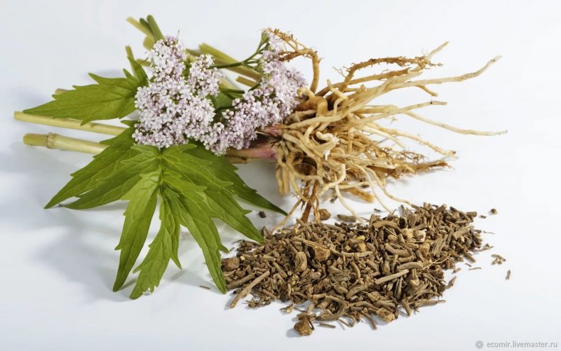 Valeriana officinalis семейство