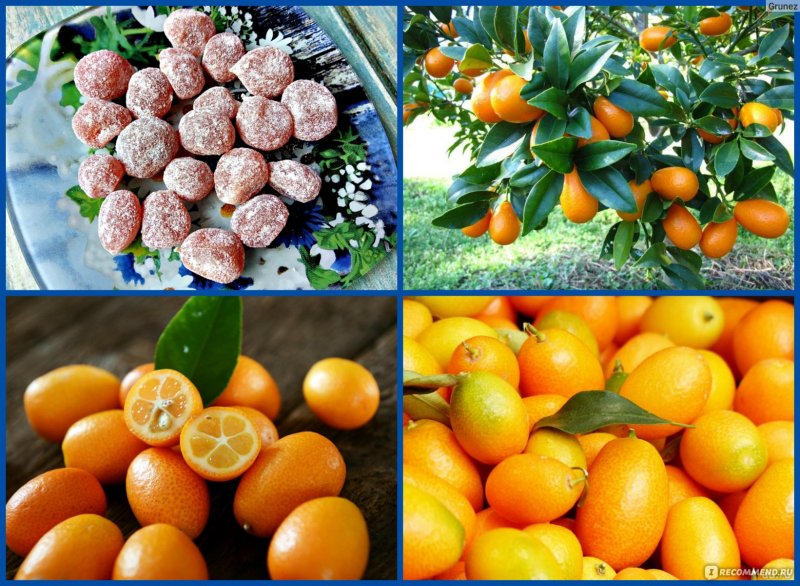 Kumquat Leaf