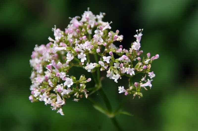 Растение Valeriana officinalis