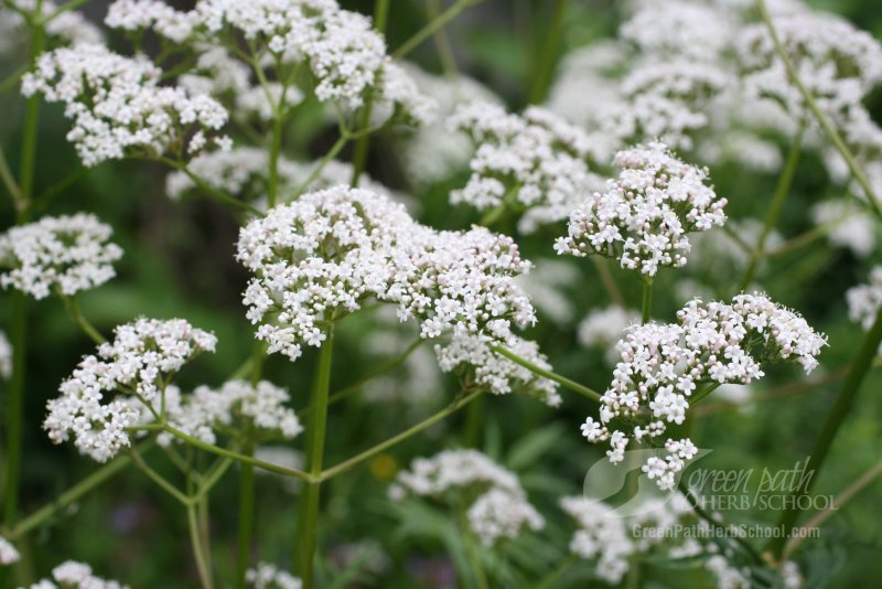 Валериана оффициналис Valeriana