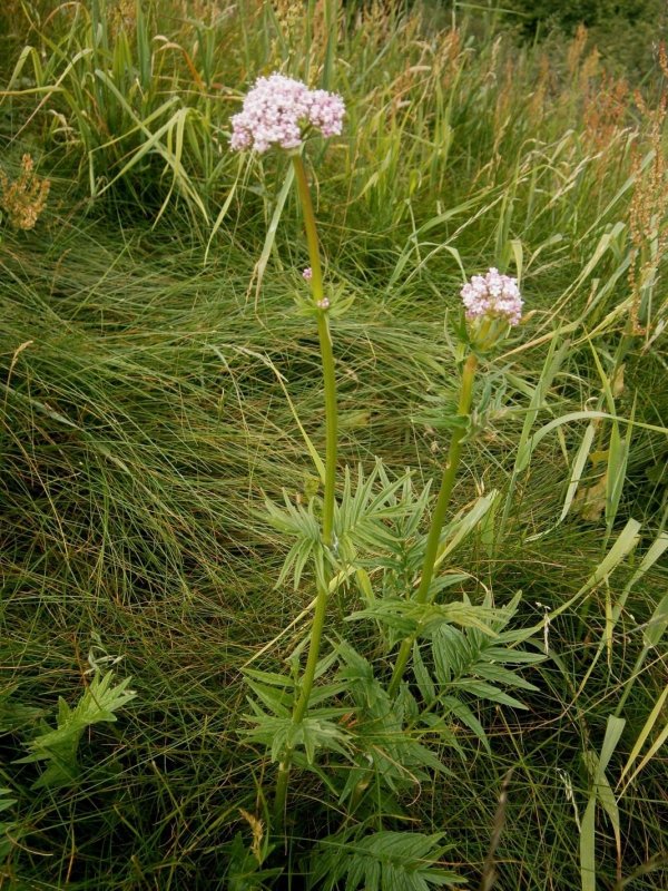 Valeriana officinalis семейство