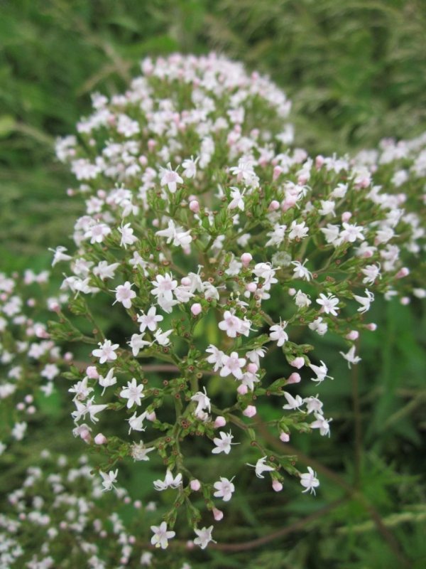 Валериана. (Valeriana officinalis)