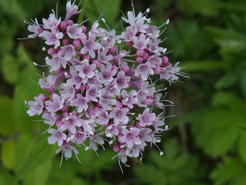 Валериана Волжская (Valeriana Wolgensis Kazak.)