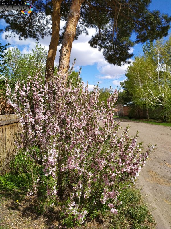Дикий миндаль кустарник