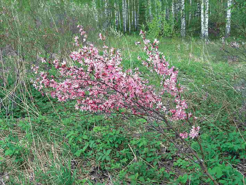 Миндаль Степной Prunus tenella плод