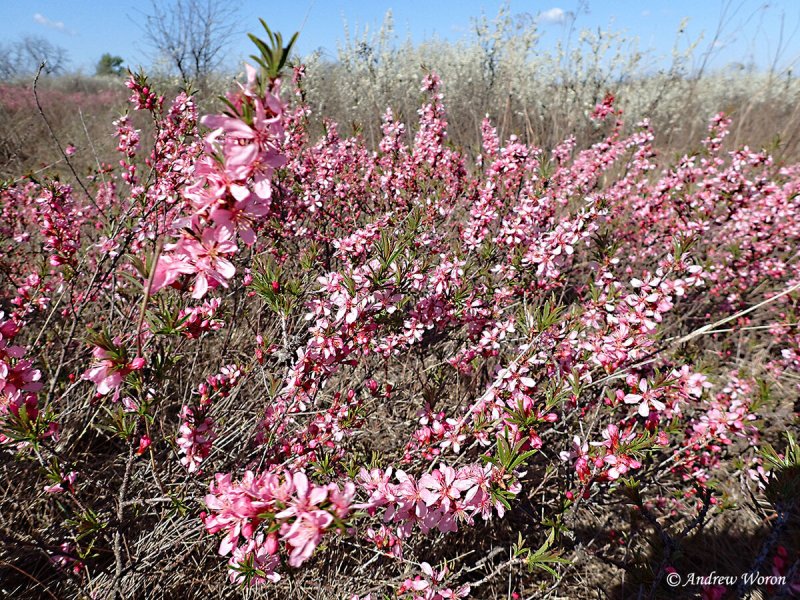 Amygdalus Nana