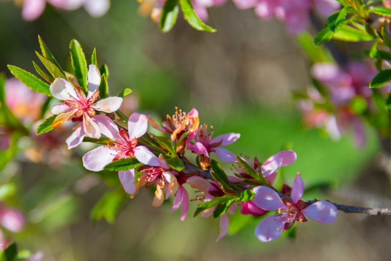 Миндаль низкий Prunus tenella
