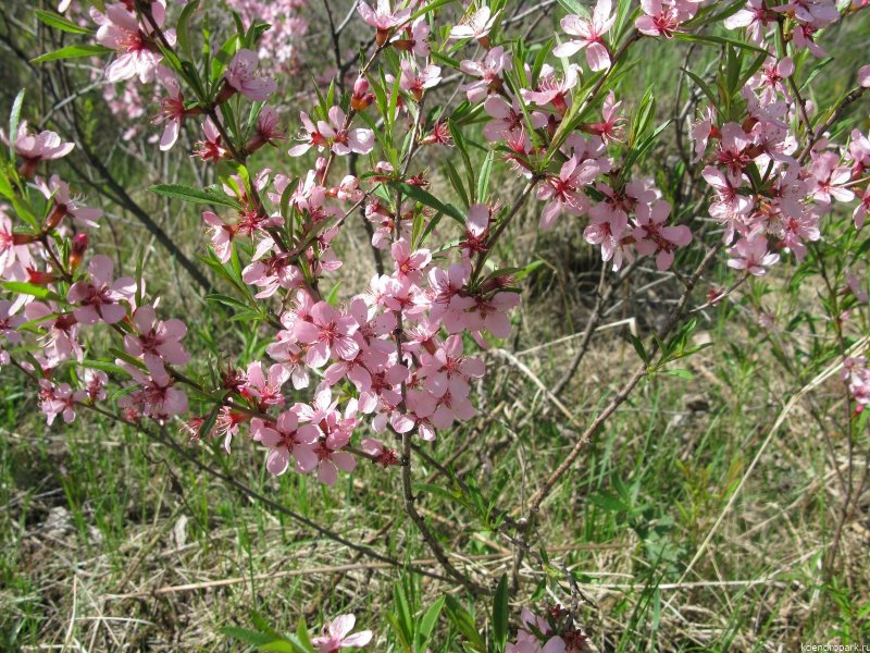 Миндаль бобовник кустарник