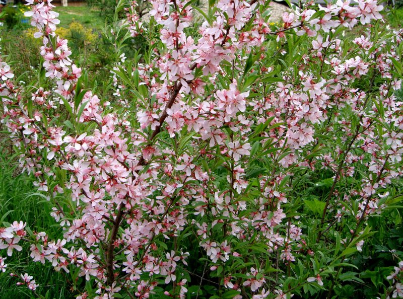 Prunus tenella
