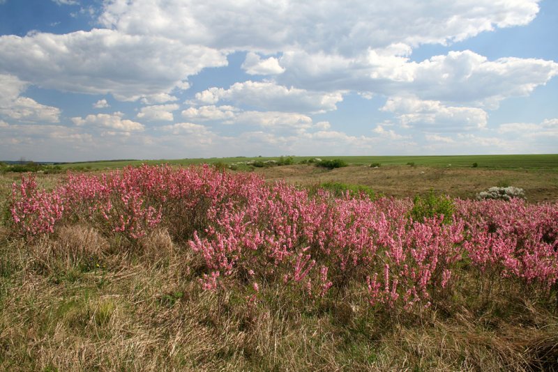 Миндаль Ледебура