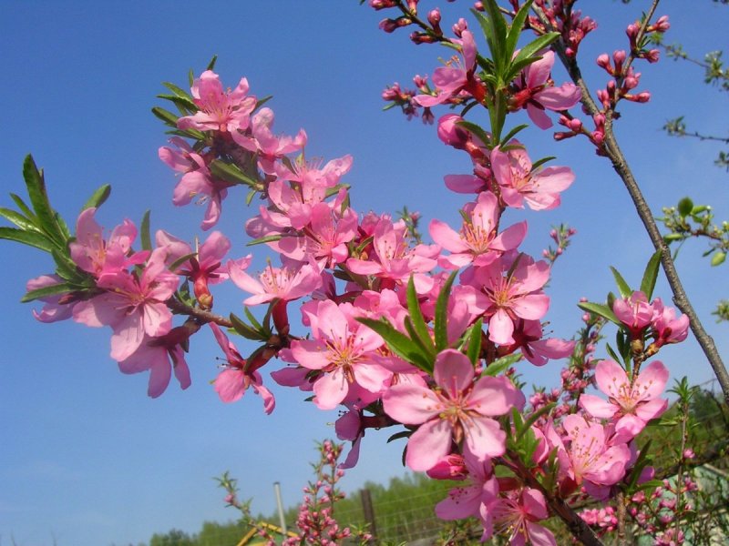 Дикий миндаль кустарник