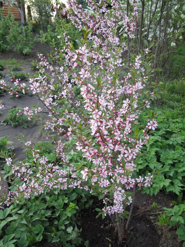 Миндаль низкий – Amygdalus Nana l.