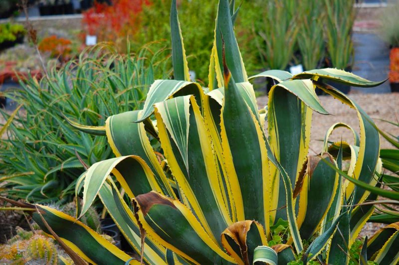Agave Americana 'marginata'