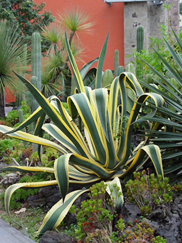 Agave Americana 'marginata'