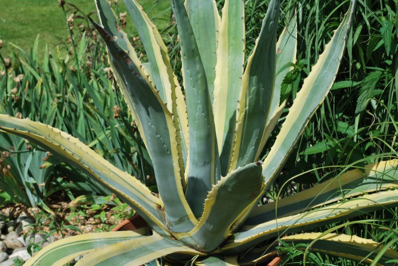 Agave Americana variegata
