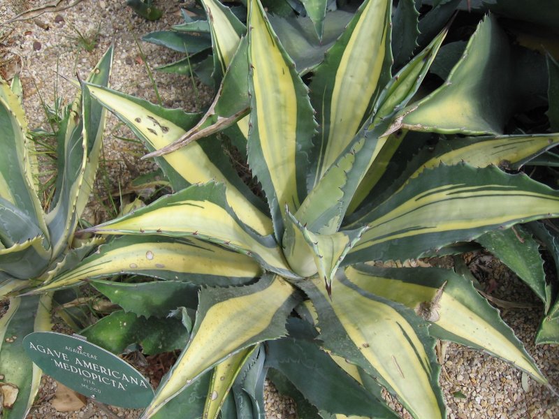 Агава macroacantha medio picta