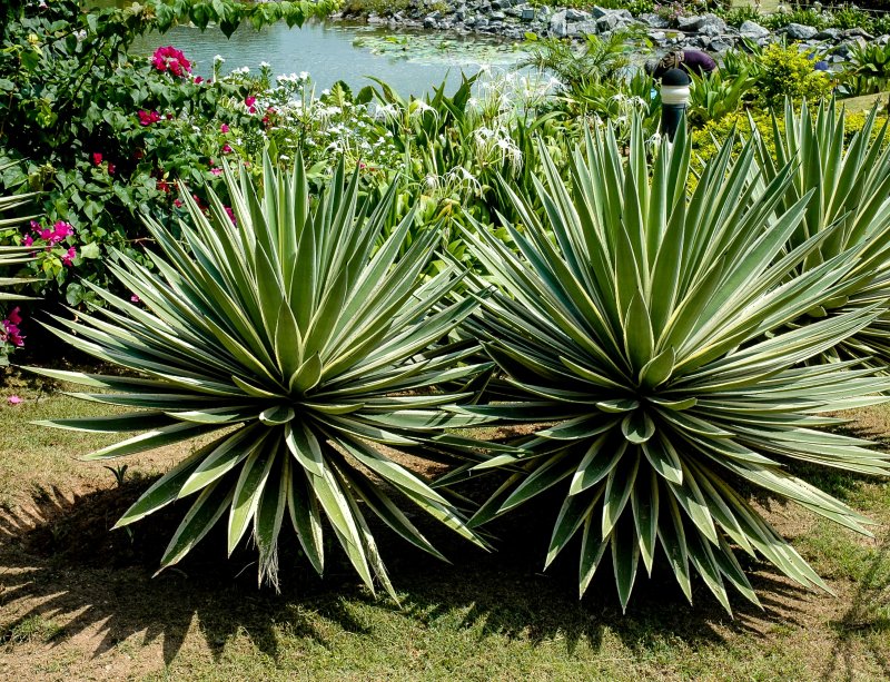 Agave chinensis Агава китайская