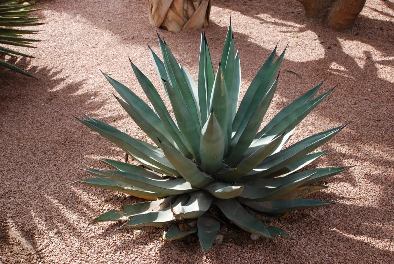 Агава - Agave d17 h40