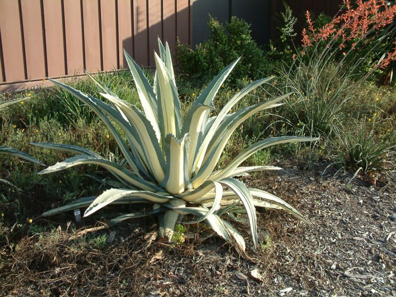 Агава американская (Agave Americana l.
