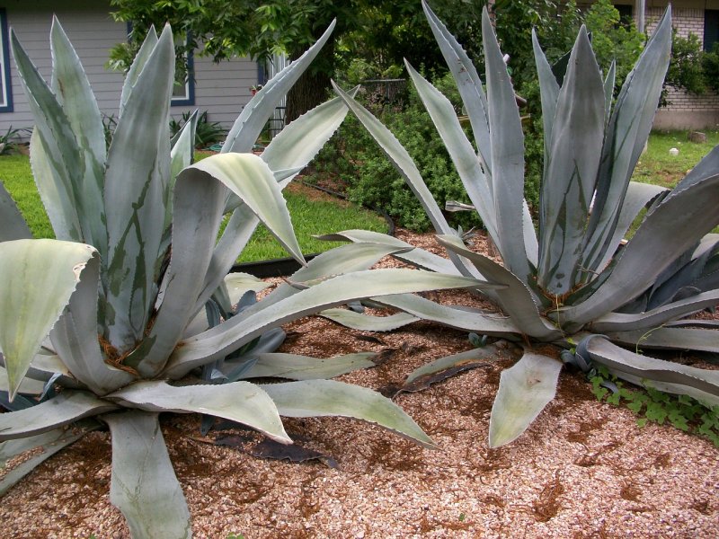 Агава Гули
