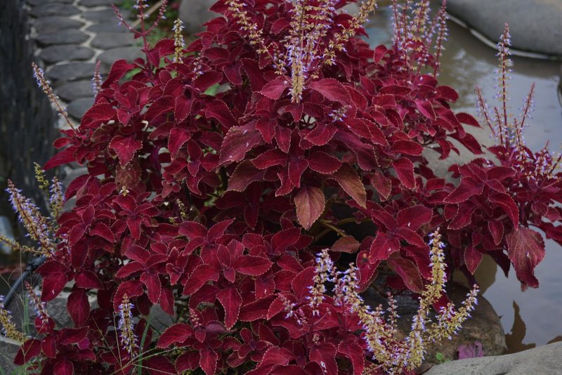 Колеус Coleus Juliet Quartermain