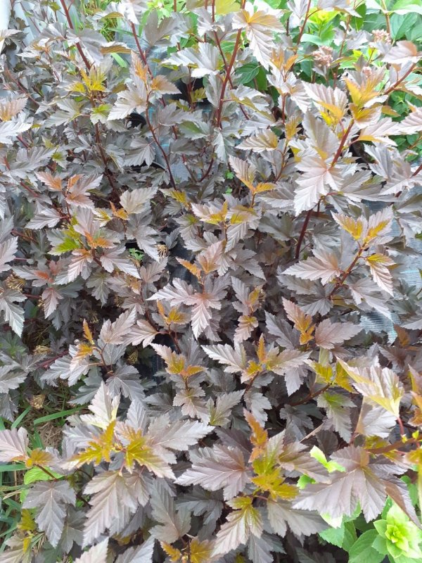 Cornus Alba elegantissima
